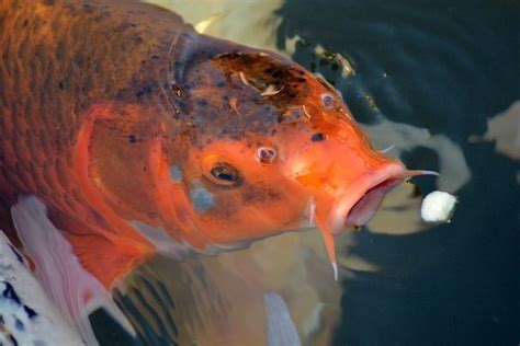 鯉魚死掉|鯉 死ぬ 原因とは？主な原因と対策を徹底解説